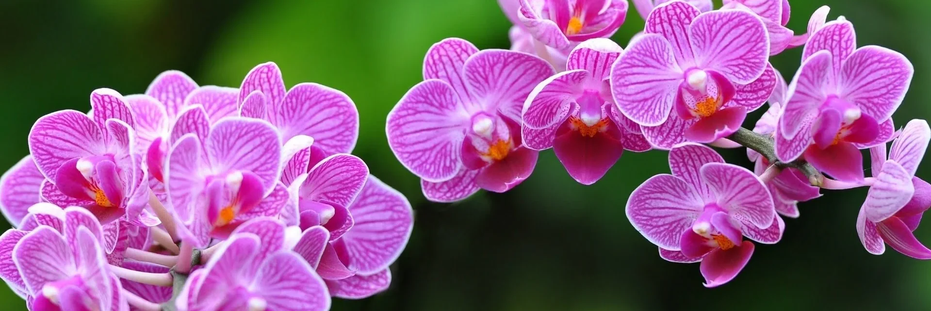 renovecasaejardim.com